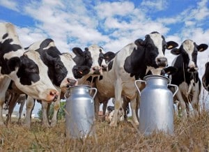Investissement dans une vache laitière